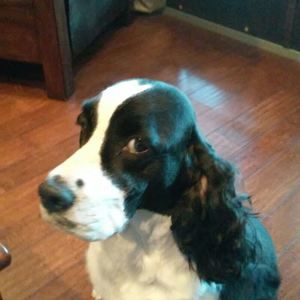 Meet your Posher, Dolly